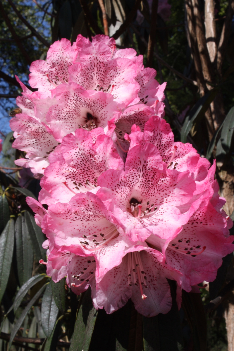 R. arboreum ssp. cinnamomeum Campbelliae Group